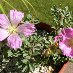 Monsonia patersonii - Bushman's Candle
