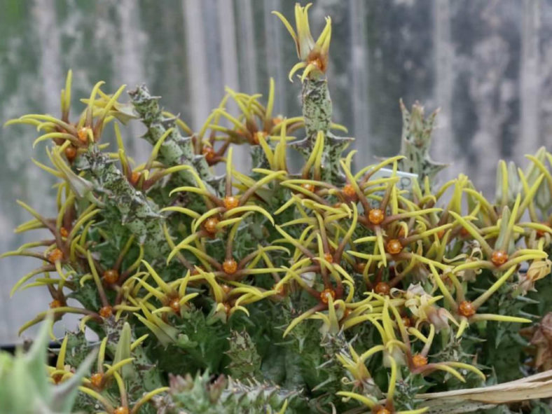 Orbea wissmannii