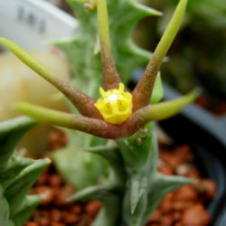 Orbea wissmannii