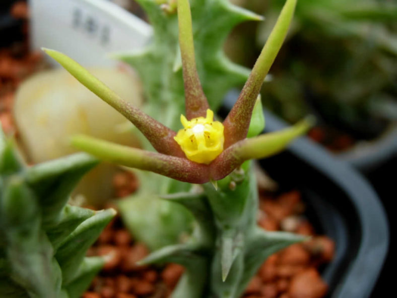 Orbea wissmannii