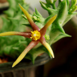 Orbea wissmannii