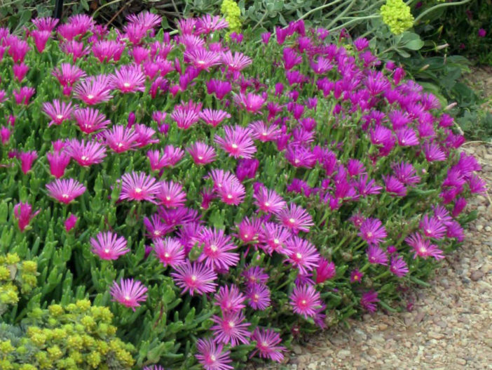 How to Grow and Care for a Purple Ice Plant (Delosperma cooperi
