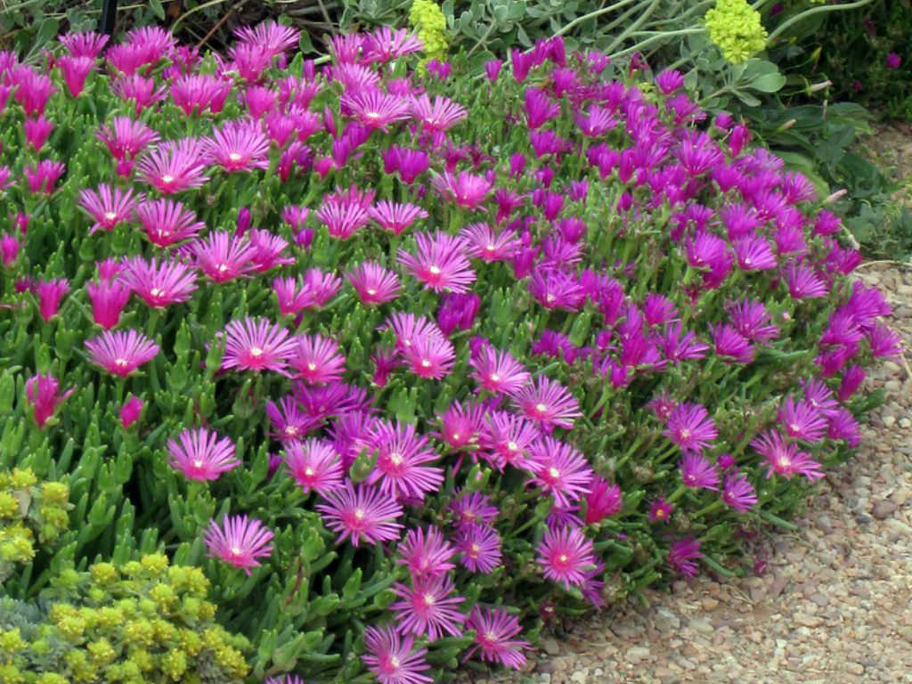 How to Grow and Care for a Purple Ice Plant (Delosperma ...