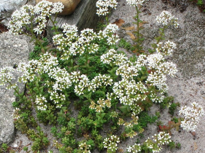 Sedum album 'Coral Carpet'