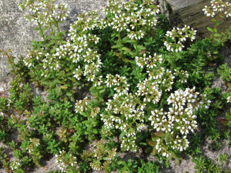 Sedum album 'Coral Carpet'