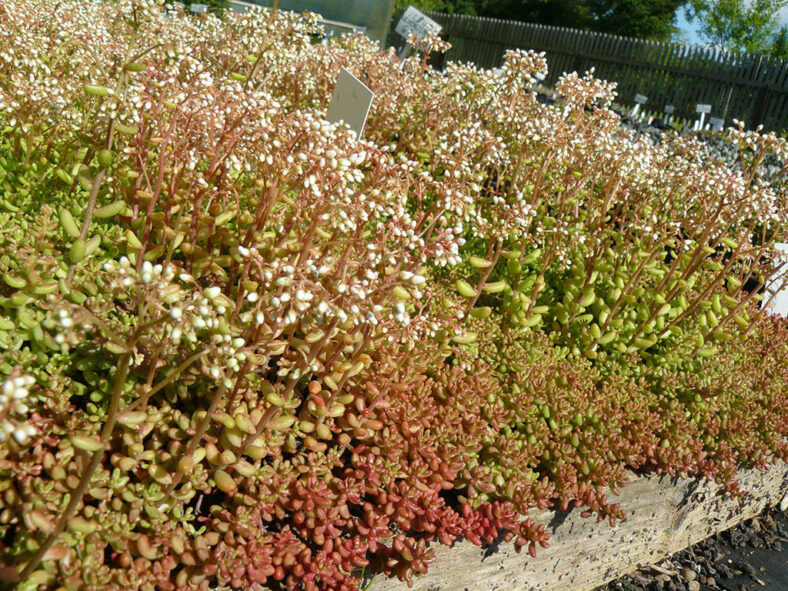 Sedum album 'Coral Carpet'