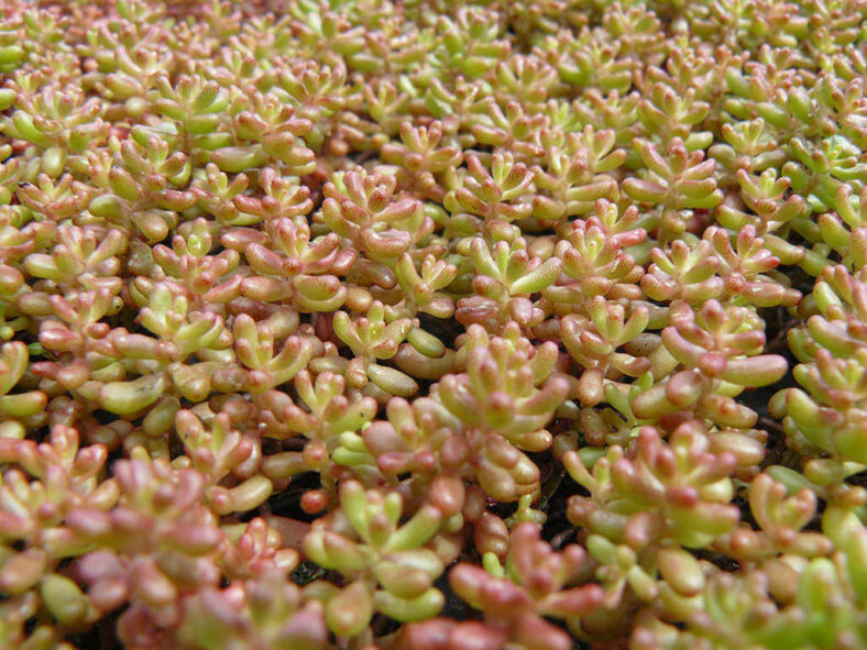 Sedum album 'Coral Carpet'