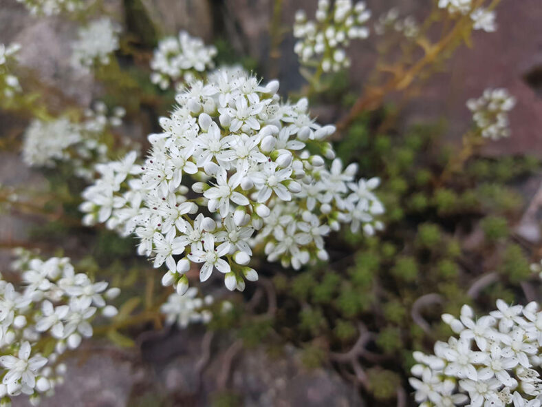 Flower clusters of Sedum album, commonly known as White Stonecrop