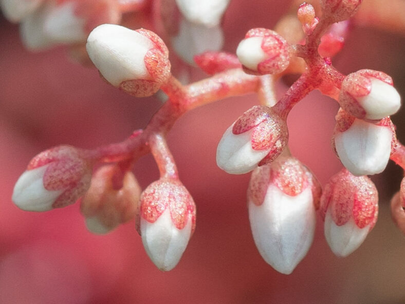 Flower buds of Sedum album, commonly known as White Stonecrop