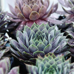 Sempervivum 'Pacific Blue Ice'