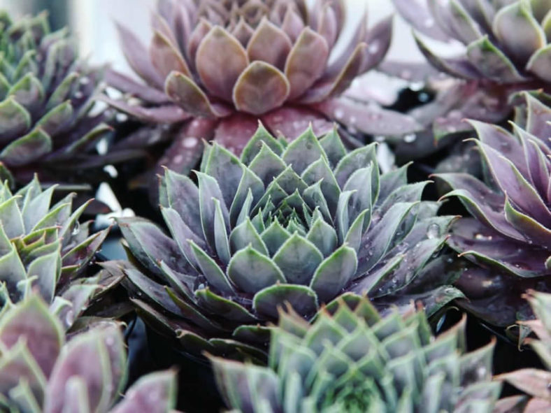 Sempervivum 'Pacific Blue Ice'