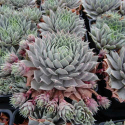 Sempervivum 'Pacific Blue Ice'