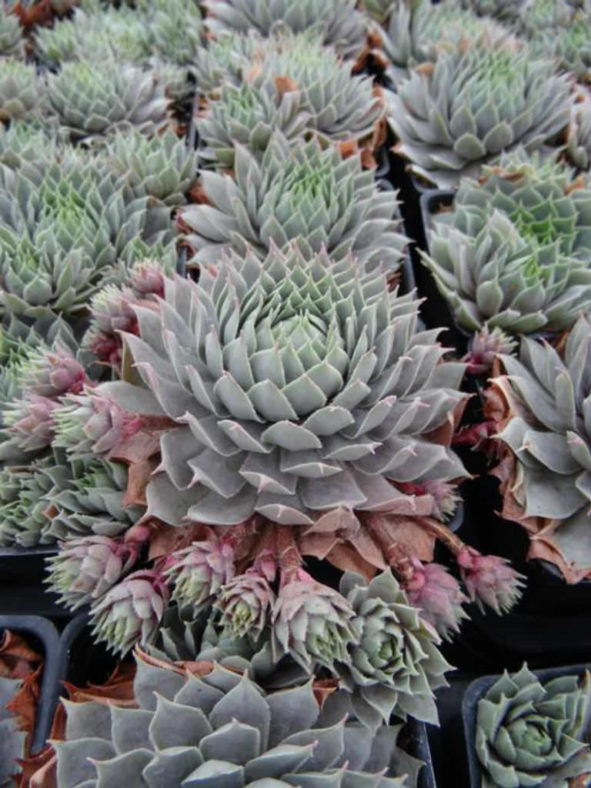 Sempervivum 'Pacific Blue Ice'