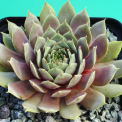 Sempervivum 'Pacific Blue Ice'
