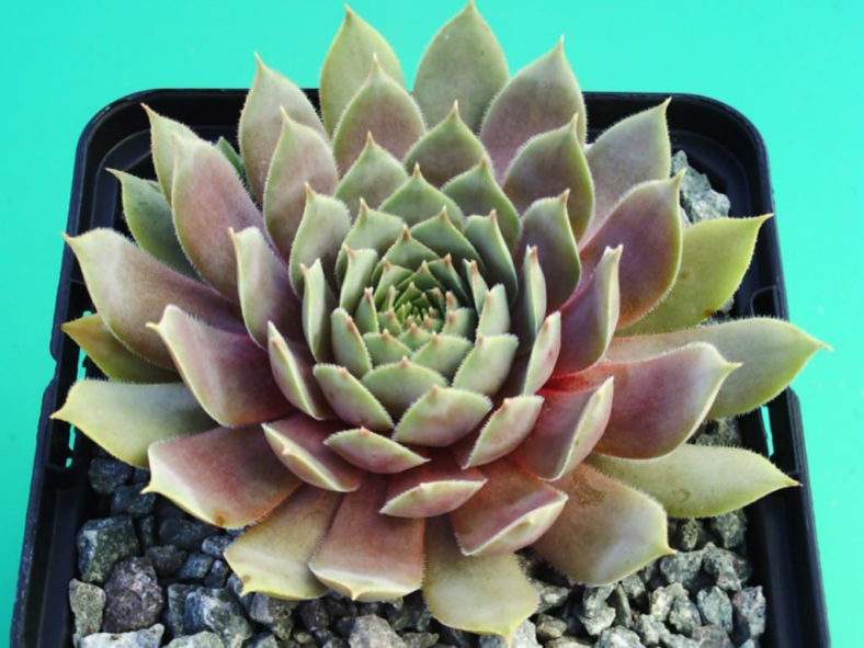Sempervivum 'Pacific Blue Ice'