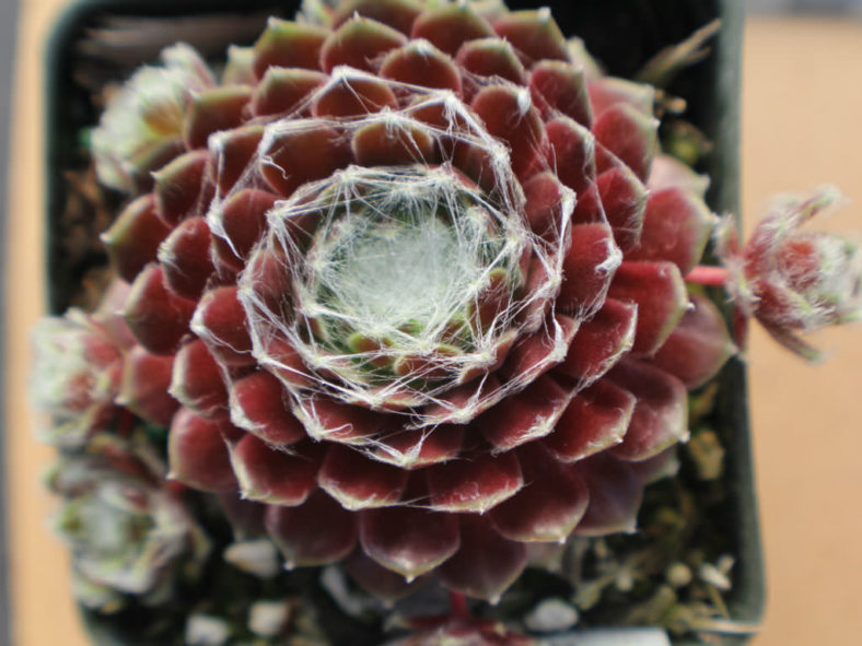 Sempervivum arachnoideum 'Robin' - Cobweb Houseleek