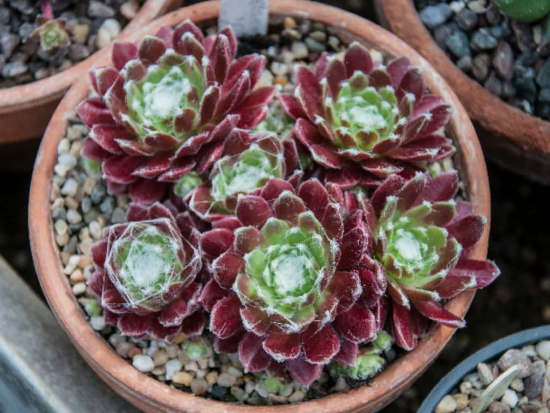 Sempervivum arachnoideum 'Robin' - Cobweb Houseleek