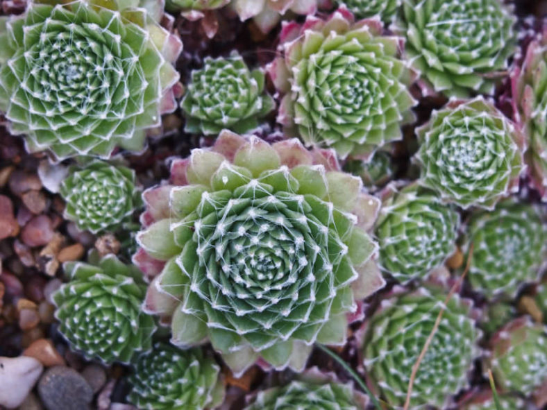 Sempervivum arachnoideum 'Robin' - Cobweb Houseleek