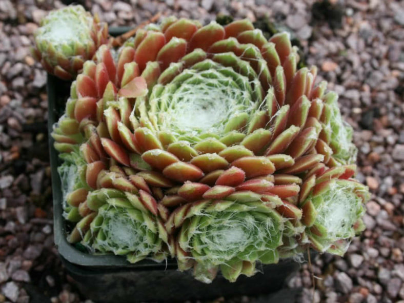 Sempervivum arachnoideum 'Robin' - Cobweb Houseleek