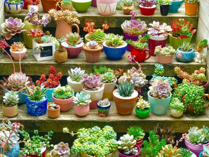 Succulents in Containers