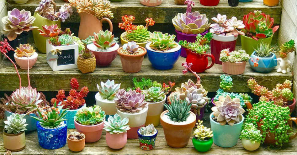 How to Grow and Care for Succulents in Containers - World of Succulents