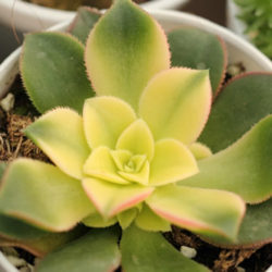 Aeonium decorum f. variegata