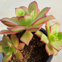 Aeonium decorum f. variegata