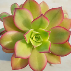 Aeonium decorum f. variegata