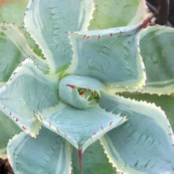 Agave 'Tradewinds'