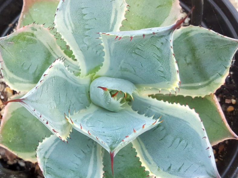 Agave 'Tradewinds'