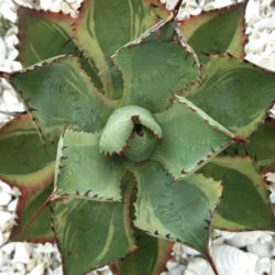 Agave 'Tradewinds'