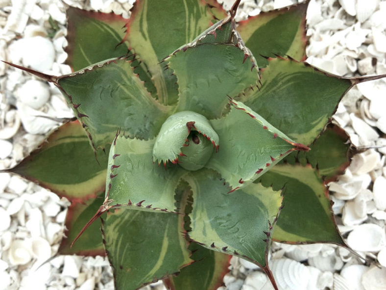 Agave 'Tradewinds'