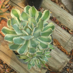 Agave 'Tradewinds'