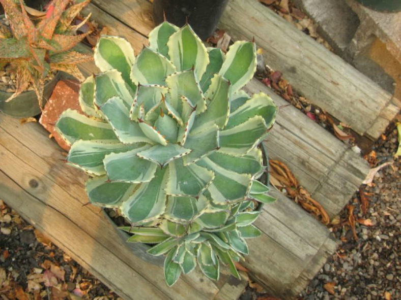 Agave 'Tradewinds'