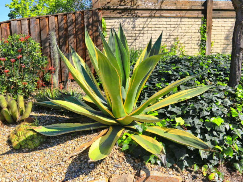 Agave salmiana var. ferox 'Variegata'