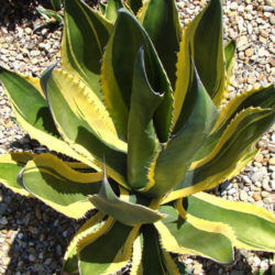 Agave salmiana var. ferox 'Variegata'