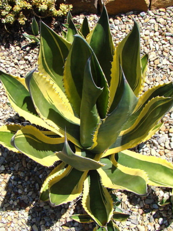 Agave salmiana var. ferox 'Variegata'