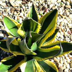 Agave salmiana var. ferox 'Variegata'