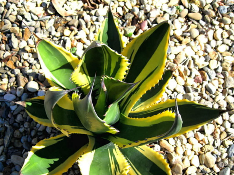 Agave salmiana var. ferox 'Variegata'