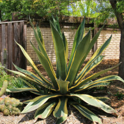 Agave salmiana var. ferox 'Variegata'