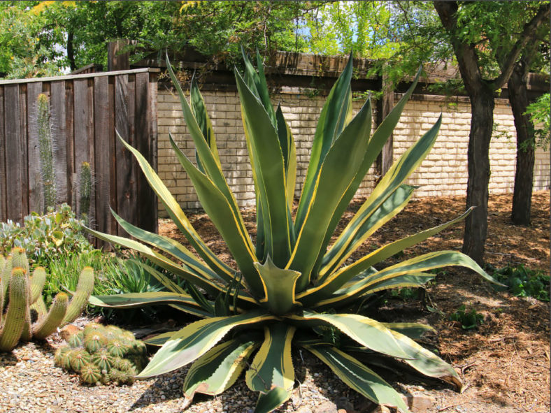 Agave salmiana var. ferox 'Variegata'