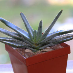 Aloe compressa var. schistophila