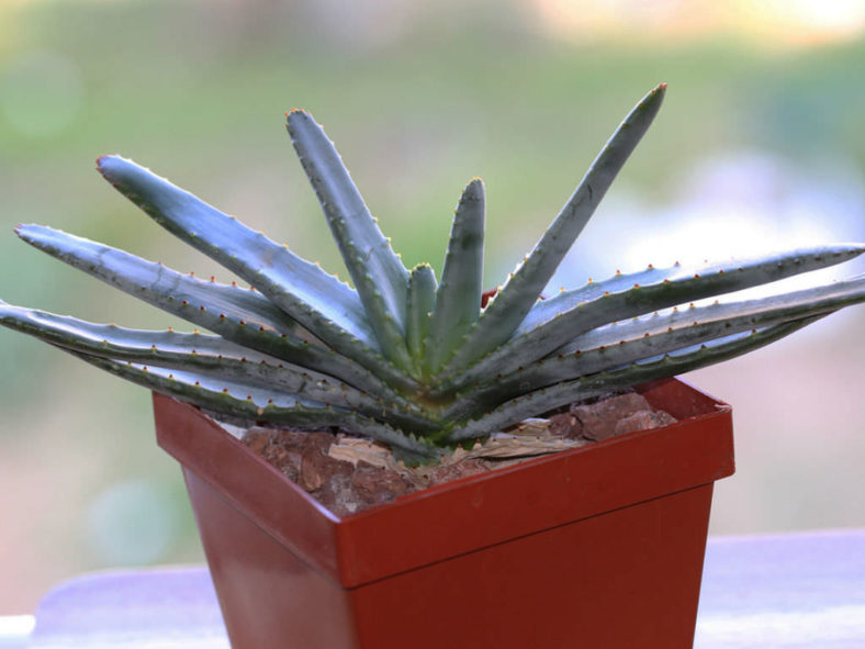 Aloe compressa var. schistophila