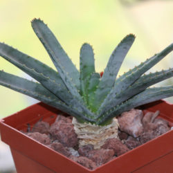 Aloe compressa var. schistophila