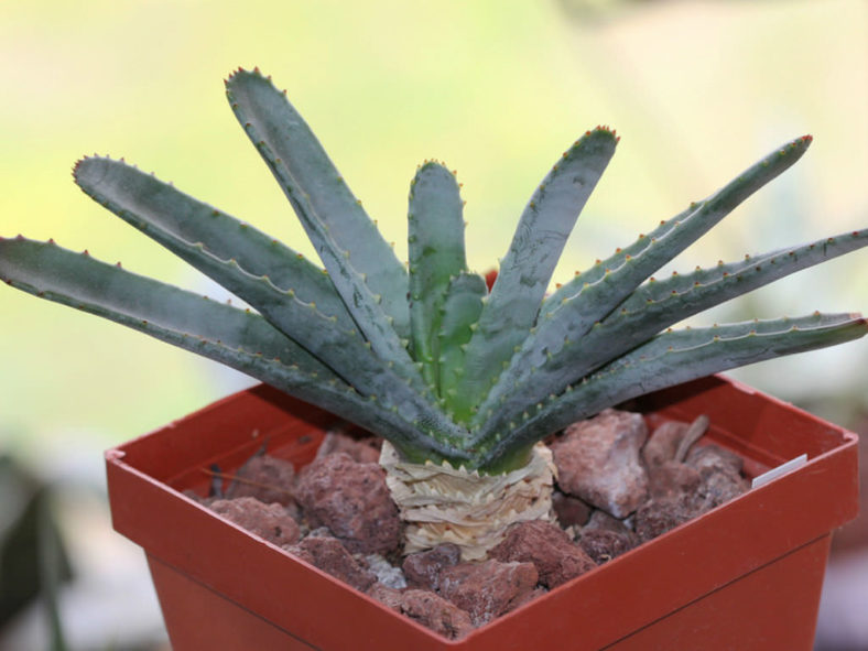 Aloe compressa var. schistophila