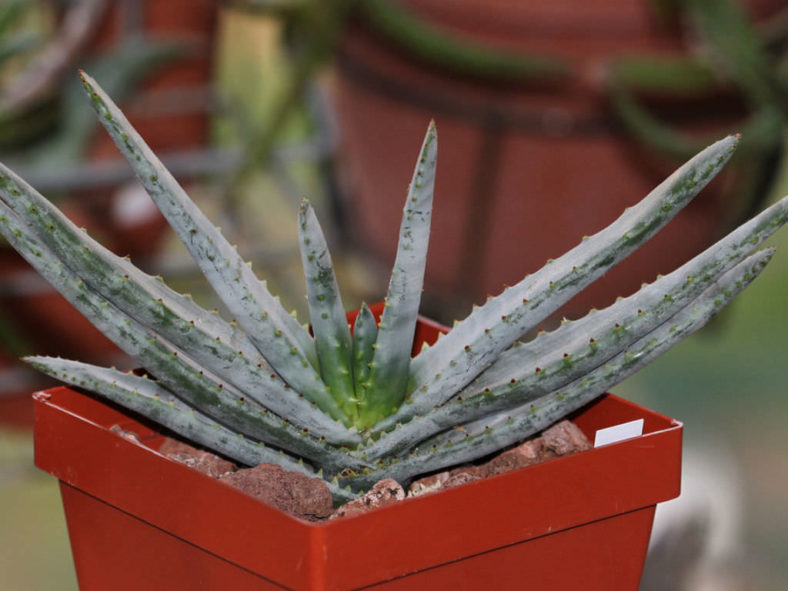 Aloe compressa var. schistophila