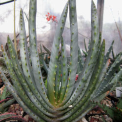 Aloe compressa var. schistophila
