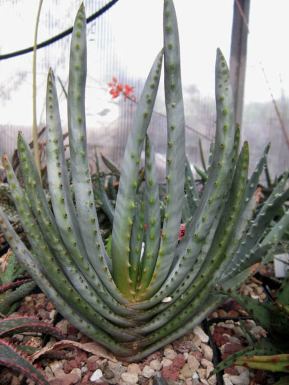 Aloe compressa var. schistophila