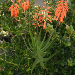 Aloiampelos gracilis (Rocket Aloe) aka Aloe gracilis