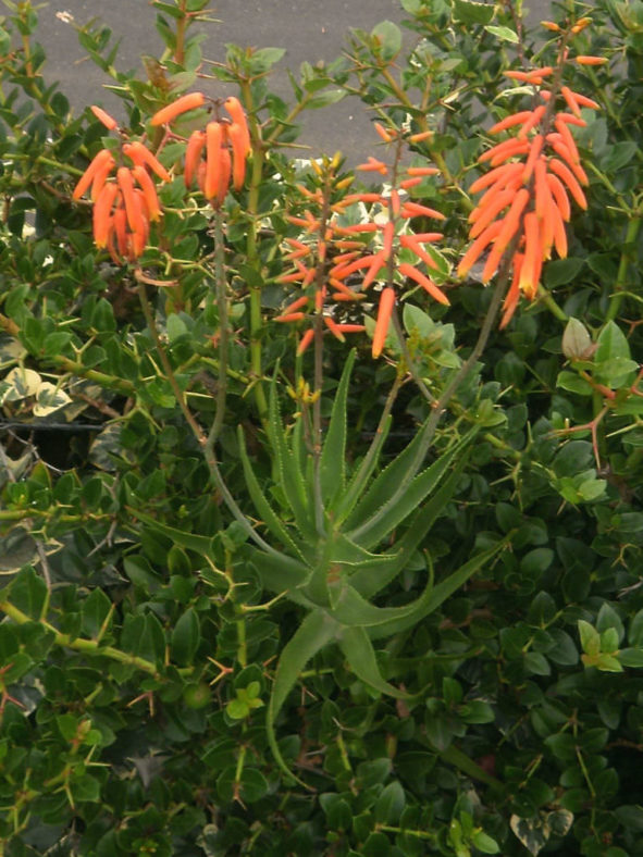 Aloiampelos gracilis (Rocket Aloe) aka Aloe gracilis